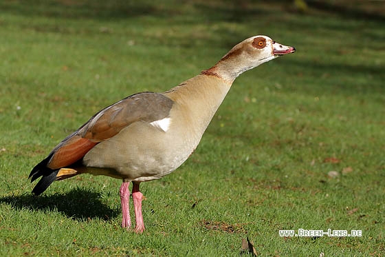 Nilgans - Copyright Stefan Pfützke