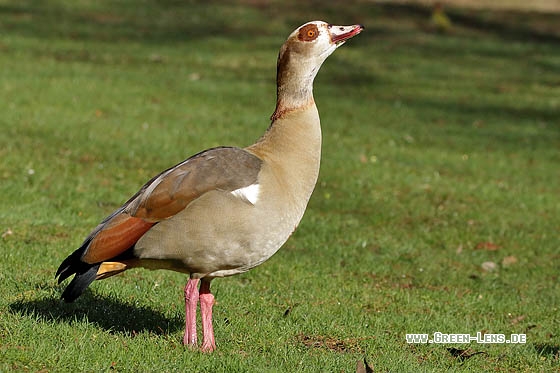 Nilgans - Copyright Stefan Pfützke