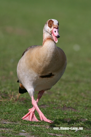 Nilgans - Copyright Stefan Pfützke