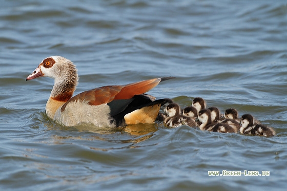 Nilgans - Copyright Stefan Pfützke