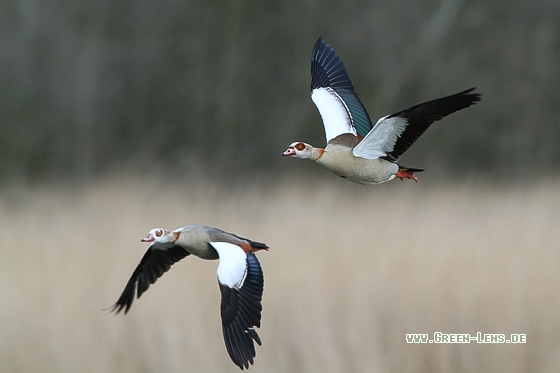 Nilgans - Copyright Stefan Pfützke