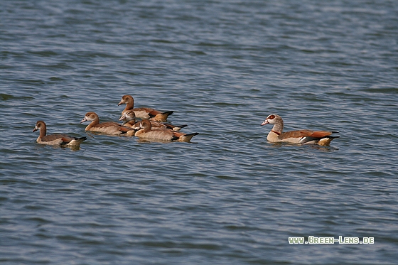 Nilgans - Copyright Stefan Pfützke