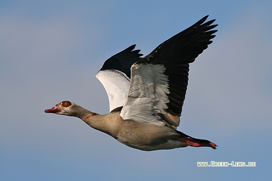 Nilgans - Copyright Stefan Pfützke