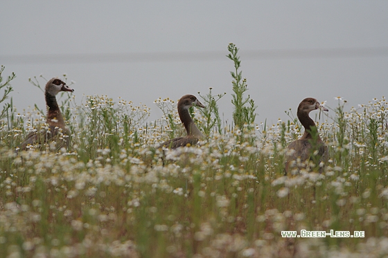 Nilgans - Copyright Stefan Pfützke