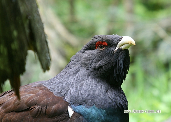 Auerhuhn - Copyright Christoph Moning