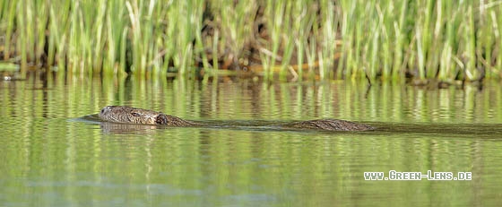 Nutria - Copyright Stefan Pfützke