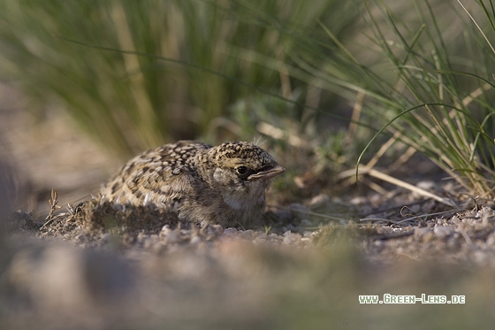 Ohrenlerche - Copyright Mathias Putze