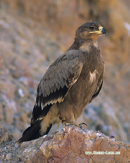 Steppenadler - Copyright Stefan Pfützke