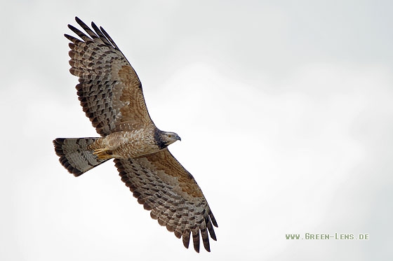 Schopfwespenbussard - Copyright Stefan Pfützke