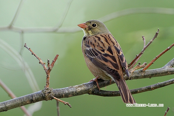 Ortolan - Copyright Stefan Pfützke