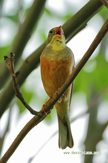 Ortolan - Copyright Stefan Pfützke