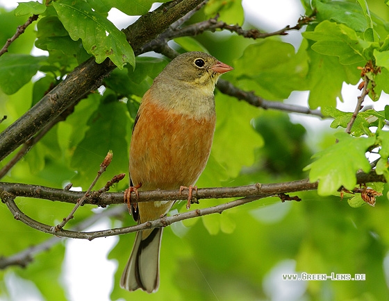 Ortolan - Copyright Stefan Pfützke