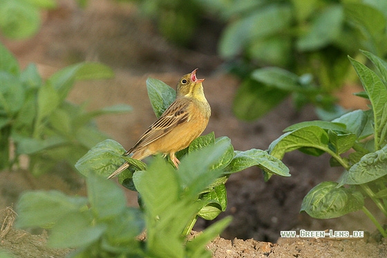 Ortolan - Copyright Stefan Pfützke