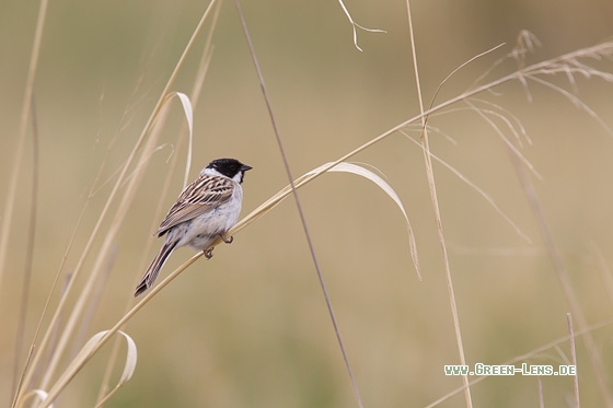 Pallasammer - Copyright Mathias Putze