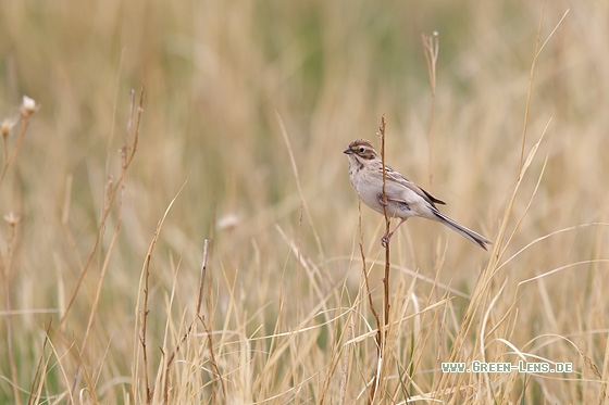 Pallasammer - Copyright Mathias Putze