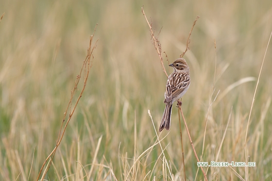 Pallasammer - Copyright Mathias Putze