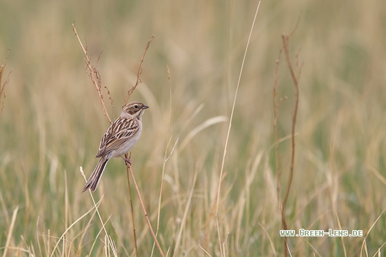Pallasammer - Copyright Mathias Putze