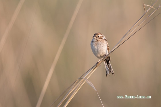 Pallasammer - Copyright Mathias Putze