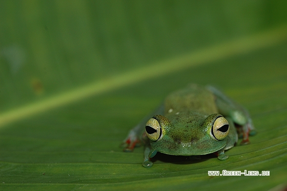 Rot-Schwimmhäuten Laubfrosch - Copyright Christian Gelpke