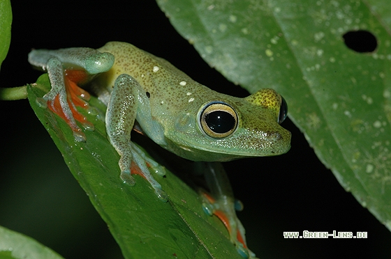 Rot-Schwimmhäuten Laubfrosch - Copyright Christian Gelpke