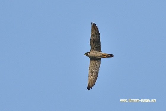 Wanderfalke - Copyright Stefan Pfützke