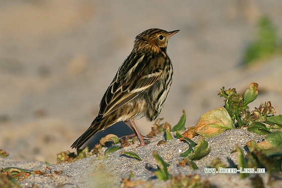 Petschorapieper - Copyright Stefan Pfützke