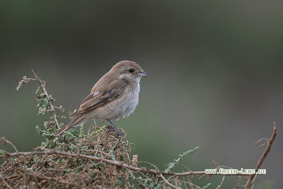 Isabellwürger - Copyright Stefan Pfützke