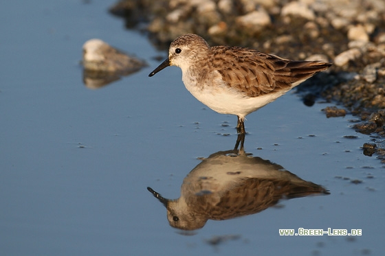 Zwergstrandläufer - Copyright Stefan Pfützke