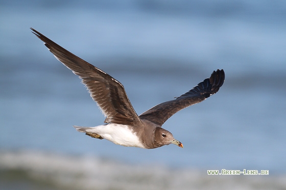 Hemprichmöwe - Copyright Stefan Pfützke