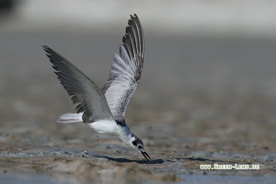 Weißflügel-Seeschwalbe - Copyright Stefan Pfützke