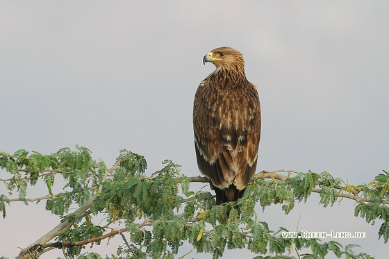 Kaiseradler - Copyright Stefan Pfützke