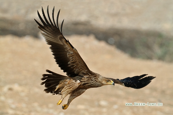 Kaiseradler - Copyright Stefan Pfützke