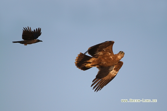 Steppenadler - Copyright Stefan Pfützke