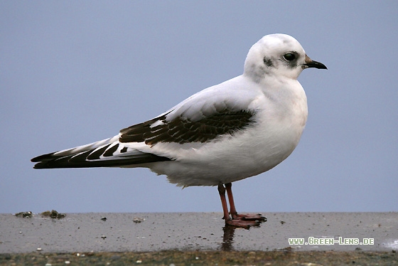 Rosenmöwe - Copyright Stefan Pfützke