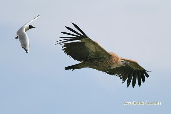 Gänsegeier - Copyright Stefan Pfützke