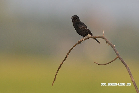 Mohrenschwarzkehlchen - Copyright Stefan Pfützke