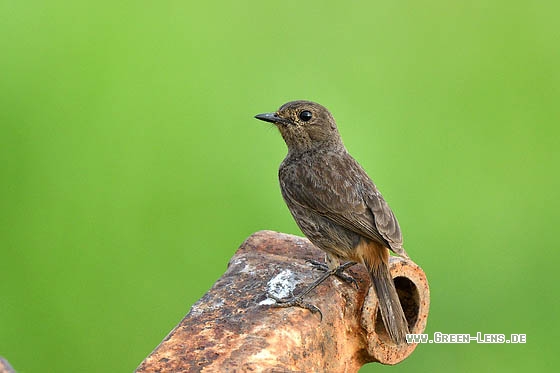 Mohrenschwarzkehlchen - Copyright Stefan Pfützke