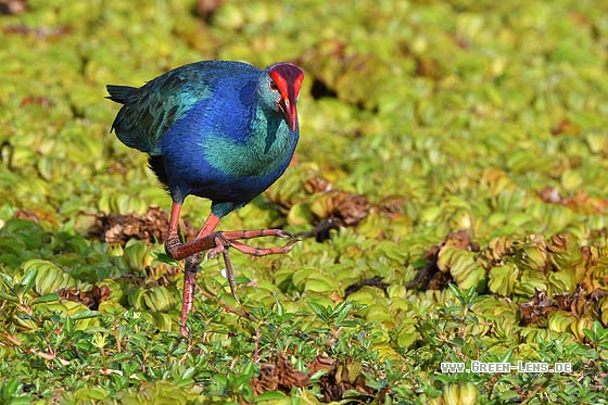 Purpurhuhn - Copyright Stefan Pfützke