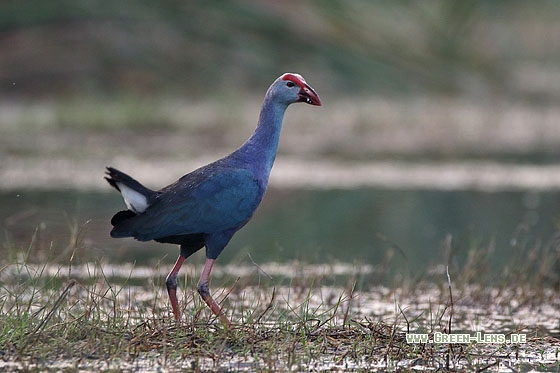 Purpurhuhn - Copyright Stefan Pfützke