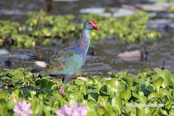 Purpurhuhn - Copyright Stefan Pfützke