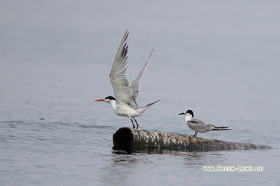 Rüppellseeschwalbe - Copyright Stefan Pfützke