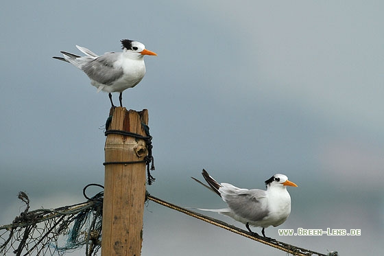 Rüppellseeschwalbe - Copyright Stefan Pfützke