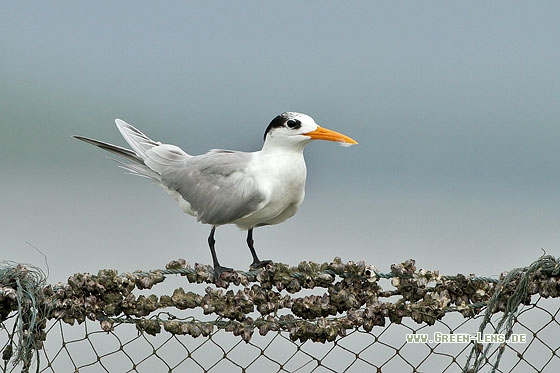 Rüppellseeschwalbe - Copyright Stefan Pfützke