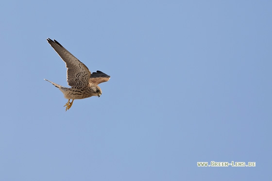 Rötelfalke - Copyright Mathias Putze