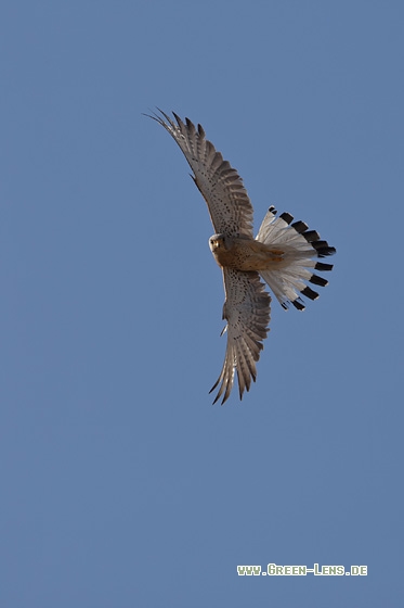 Rötelfalke - Copyright Mathias Putze