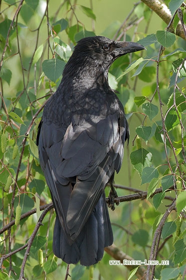 Rabenkrähe - Copyright Stefan Pfützke