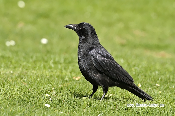 Rabenkrähe - Copyright Stefan Pfützke