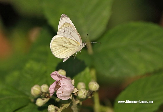 Grünader-Weißling - Copyright Stefan Pfützke