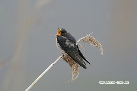 Rauchschwalbe - Copyright Stefan Pfützke