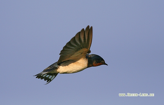 Rauchschwalbe - Copyright Stefan Pfützke